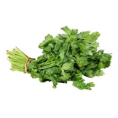 Cilantro – 24 ct