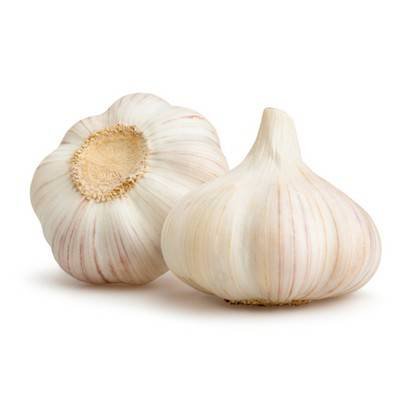 Garlic