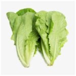 Romaine Lettuce – 24 ct