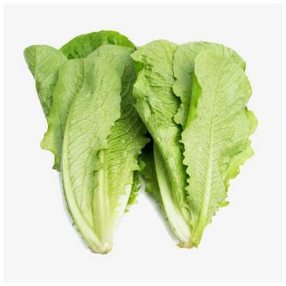 Romaine Lettuce – 24 ct