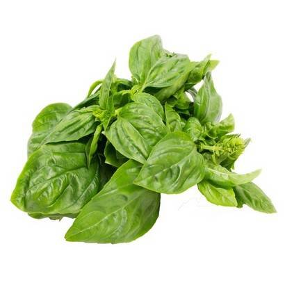 Basil Herb – 1 lb