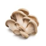 Oyster Mushrooms – 3 lbs