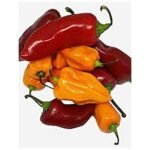 HABANERO PEPPER – 2LBS