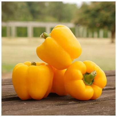 Yellow Pepper, hot house grown, 11 lbs