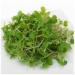 Organic Baby Kale – 2 lbs