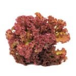 Red Leaf Lettuce – 24 Ct