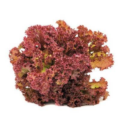Red Leaf Lettuce – 24 Ct