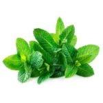 Herb – Mint- 1 lb